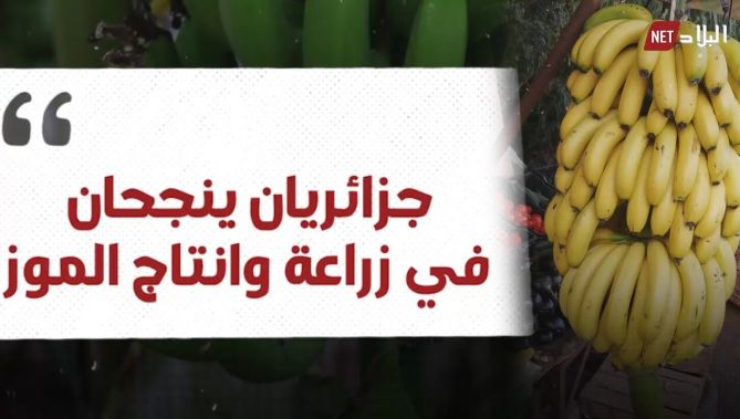 شابان جزائريان ينجحان في زراعة وإنتاج الموز.. شاهدوا: