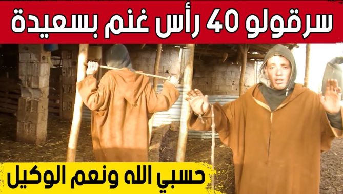 عصـ.ـابة تستغل الظروف المناخية بسعيدة لسرقة 40 رأس غنم