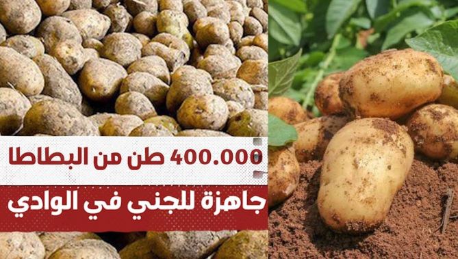 أكثر من 400 ألف طن من البطاطا جاهزة للجني في وادي سوف.. شاهدوا