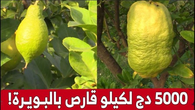 نـوع نـادر من #الليـمون يصل سعره لـ "5000 دج" للكلغ الواحد #بالبويرة .. #شاهدوا: