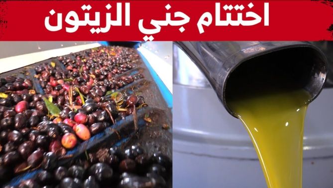 اختتام جني محصول الزيتون لهذا الموسم وتوقعات بوفرة الإنتاج