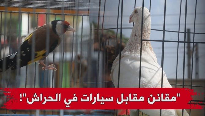 سوق الحراش للطيور .. محج الزبائن لإقتناء اجمل الأصناف