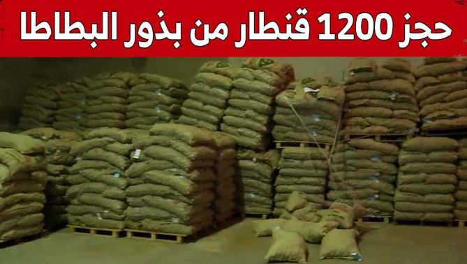 ميلة: حجز 1200 قنطار من بذور البطاطا وتوقيف 3 أشخاص بتاجنانت.. شاهد: