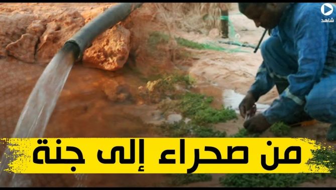 تحدى الطبيعة واستطاع أن يحول أرضا صحراوية إلى أرض خضراء مثمرة.. إليك قصة سالم بلوي من أدرار