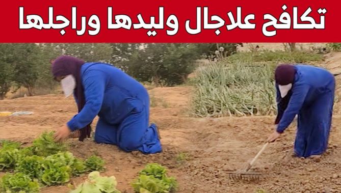 فاطمة قرعاوي من البيض.. فلاحة تكافح لتعيل زوجها العاجز وابنها المريض.. شاهد