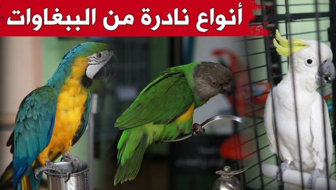 أنواع نادرة من الببغاوات تزين محل "الطيب".. وأسعارها تصل إلى 80 مليون سنتيم!.. شاهدوا