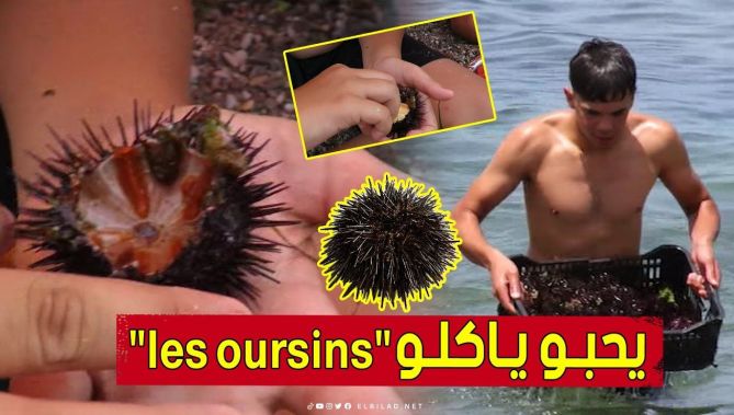 قنفذ البحر.. غداء جاهز تعشقه الكثير من العائلات "التنسية".. شــاهدوا :