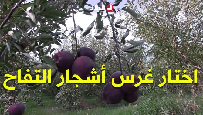 "كانوا يضحكوا عليا".. #شاهدوا شابًا من أعالي سطيف يترك مهنة البناء ويختار غرس أشجار التفاح.