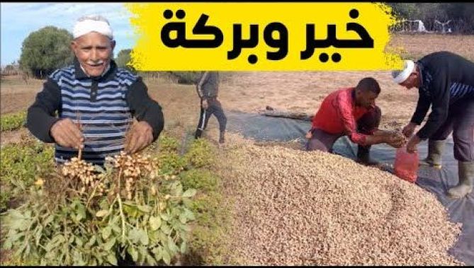 شاهد الحصاد الوفير لمنتوج الفول السوداني "الكاوكاو" بولاية الطارف