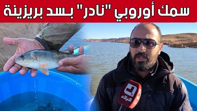 سمك أوروبي "نادر" يتواجد بسد #بريزينة بالبيض.. شاهد: