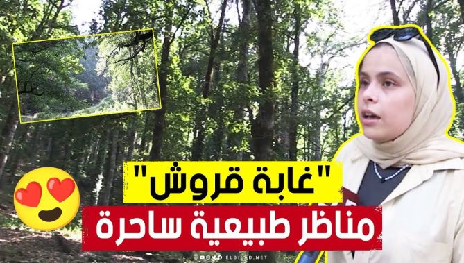 وكأنك في عالم آخر 🥰 غابة "قروش" بجيجل.. فضاء سياحي ومقصد للباحين عن الراحة والهدوء والجو المعتدل 😍