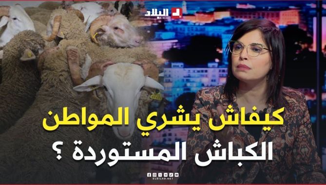 المفتشة البيطرية هدى جعفري تكشف تفاصيل اقتناء الكباش المستوردة.. وهذه هي الفئات ذات الأولوية.. #شاهد