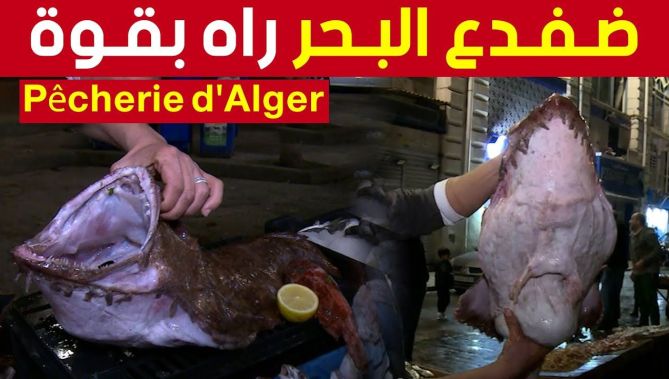 أسماك مألوفة وأخرى غريبة تُسجّل حضورها في مسمكة العاصمة.. تعرفوا عليها من خلال هذا الفيديو 🥰