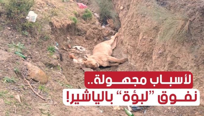نفـــــــوق لبؤة بالـــياشيـــر .. والأسباب مجهولة!