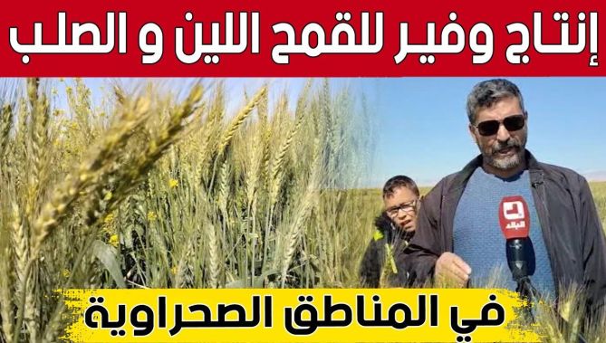 إنتاج وفير للقمح اللّين والصلب في المناطق الصحراوية بـ #خنشلة 👏