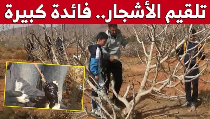 بتقنيات بسيطة جدا يقوم الفلاحون بتطعيم وتلقيم الأشجاتر للحصول على مردود فلاحي وفير..شاهدوا