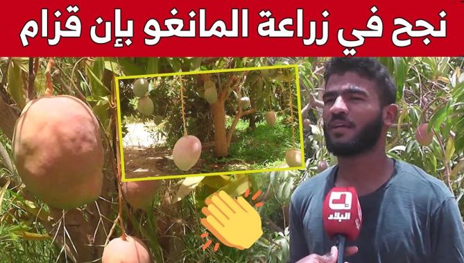 إن قزام: فلاح ينجح في زراعة فاكهة المانجو الاستوائية ويحقق نتائج واعدة.. شاهد