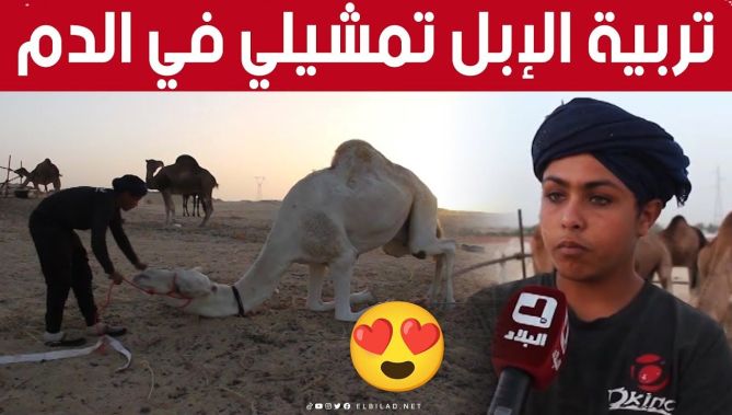 "الإبل تمشيلي في الدم"😍.. مربي إبل🐪 من ولاية #الوادي يكشف سر تعلق أهل المنطقة بإرث أجدادهم👏