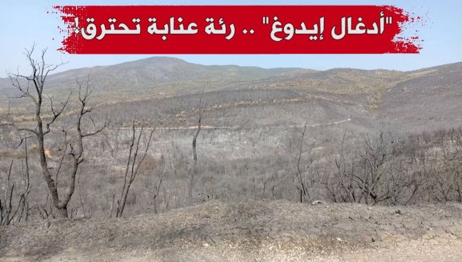 إتلاف حوالي 2740 هكتارا من الغطاء النباتي جراء الحرائق بعنابة