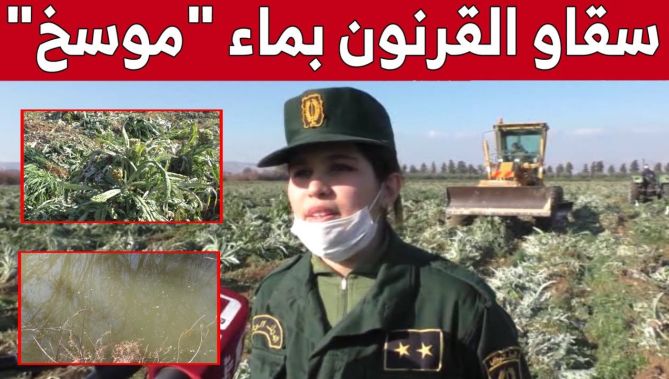 إتلاف 14 هكتار من منتوج "القرنون" سقيت بمياه قذرة بغليزان!.. شاهدوا
