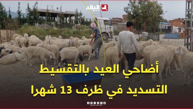 أضاحي العيد بالتقسيط المريح في #عنابة .. والتسديد في ظرف 13 شهرا