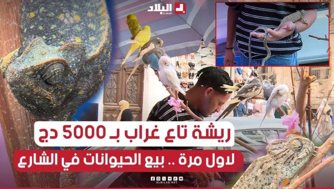 بين زبائن يشترون الحيوانات لأغراض مشبوهة وآخرون مولعون بتربيتها.. أول مشروع لبيع الحيوانات في الشارع