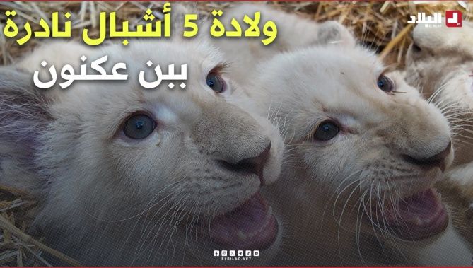 في حادثة نادرة جدًا من قلب العاصمة.. ولادة 5 أشبال من الأسود البيضاء بحديقة بن عكنون 🦁 #شاهدوا