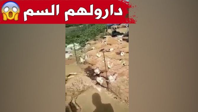 أشخاص مجهولين يسكبون السم في الماء الذي يشرب منه الغنم في سوق الدويرة بالعاصمة ليتسببوا في كارثة؟