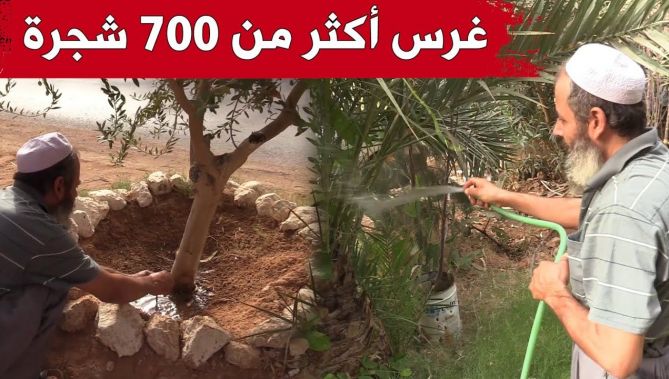 يحي من ولاية غرداية.. متطوع في غرس الأشجار والحفاظ على البيئة بإمكانياته الخاصة..شاهدوا