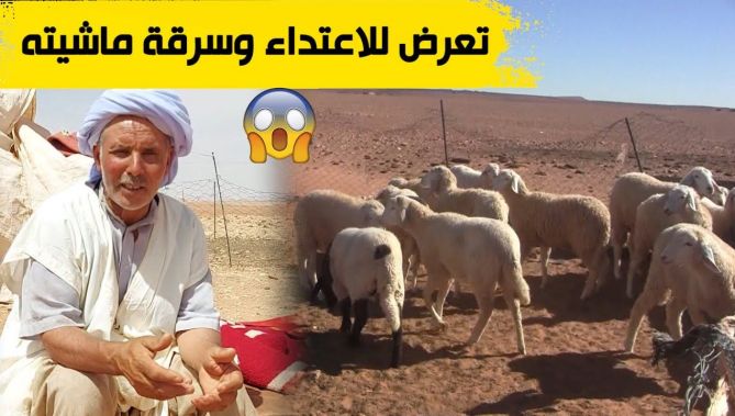 البيض: "الحاج عبد المالك" يتعرض للاعتداء وسرقة مواشيه من طرف عصابة ببلدية الشقيق .. شاهدوا