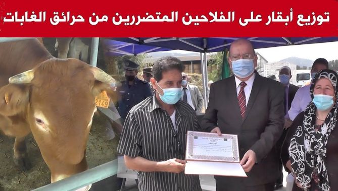 توزيع أزيد من 400 بقرة على الفلاحين المتضررين من حرائق الغابات بولاية بجاية