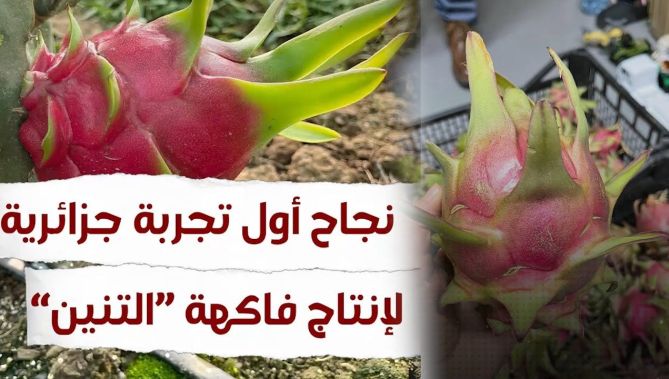 نجاح أول تجربة جزائرية لإنتاج فاكهة "التنين".. شاهد: