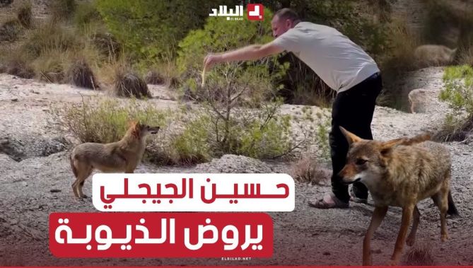 #حسين_الجيجلي يرافق عبد الحميد في مهمة خاصة .. إطعام#الذئاب البرية شاهدوا: