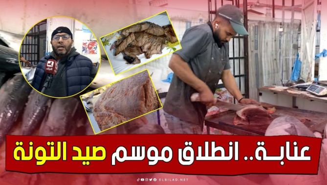 انطلاقة مثالية لموسم صيد التونة بـ #عنابة والأسعار في انخفاض مستمر.. شاهد: