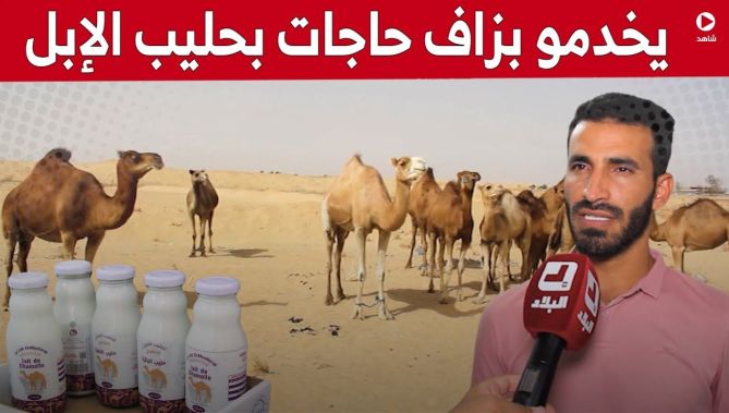 إنتاج حليب الإبل ومشتقاته نموذج استثماري ناجح بولاية الوادي.. شاهد: