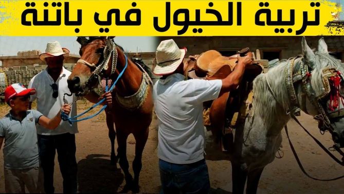 تربية الخيول بباتنة ..عادة متوارثة تحافظ عليها العائلات أبا عن جد .. شاهدوا
