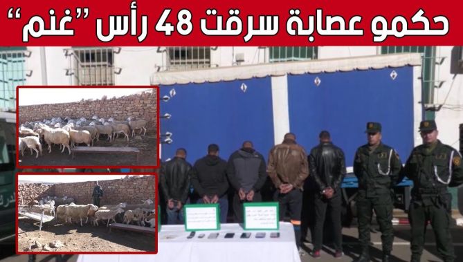 مصالح الدرك الوطني بولاية #تيارت تتمكن من توقيف شبكة إجـ.ـرامية مختصة في سـ.ـرقة #المواشي.. شاهد: