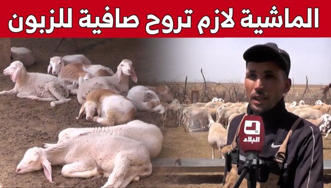 موالون يتحدثون عن طريقة تحضير المواشي تحسبا لعيد الأضحى.. شاهد:
