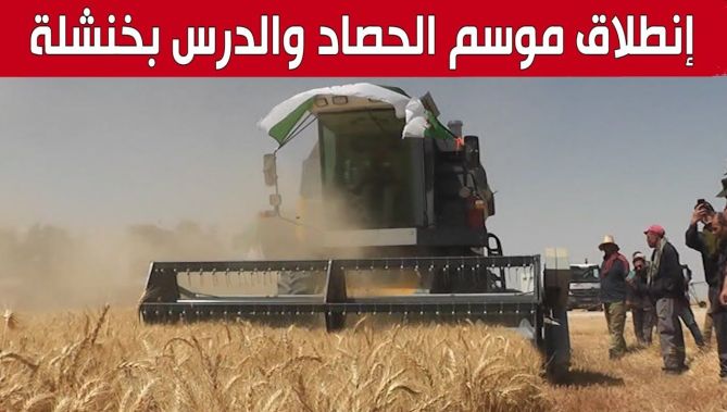 خنشلة.. إنطلاق موسم الحصاد والدرس وتوقع إنتاج مليون و100 ألف قنطار من المحصول