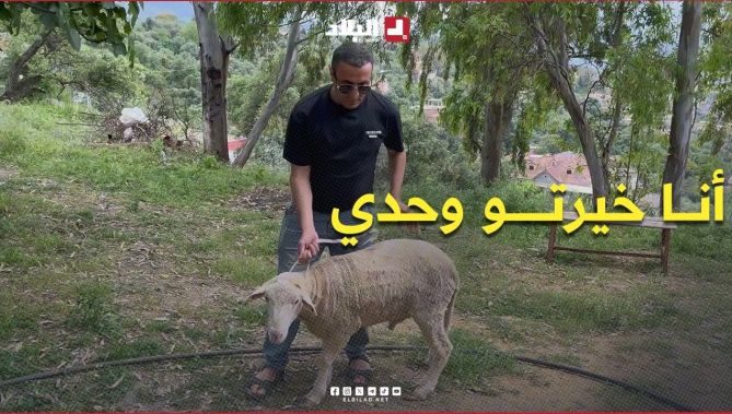 #شاهد مواطن شرا #كبش_العيد من منصة "#أضاحي" وفرحان بالأضحية تاعو و #حسين_الجيجلي ينقل انطباعاتو