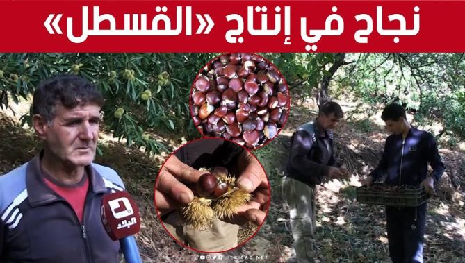 عمي #سعيد_بوفلغة من جيجل.. نموذج واعد في زراعة الكستناء المعروف باسم "القسطل" 👇👏 : البلاد