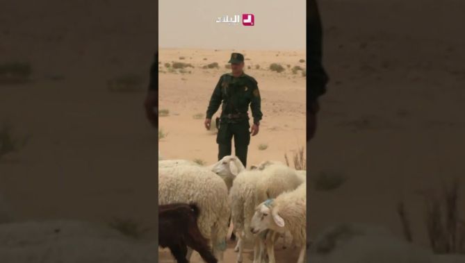الدرك الوطني بالوادي يضع حدا لنشاط شبكتين دوليتين تختصان في تهريب المواشي نحو دول مجاورة .. #شاهدوا