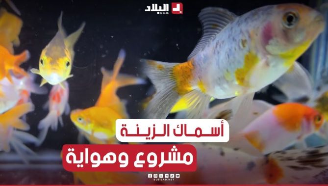 #البيض: شاب ينجح في إفتتاح أول مشروع لإنتاج أسماك الزينة وأعلافها