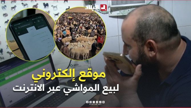 تيارت: "بلعيد" يطلق موقعا إلكترونيا لبيع المواشي عبر الانترنت
