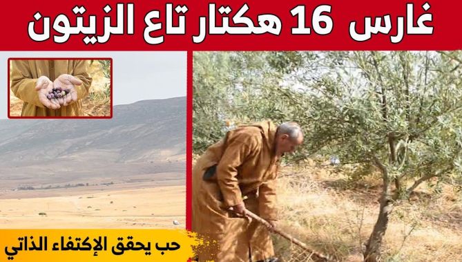 العربي ميصابيح" مستثمر فلاحي من ولاية تيارت ينجح في خدمة الأرض بإمكانيات محدودة... شاهدوا"