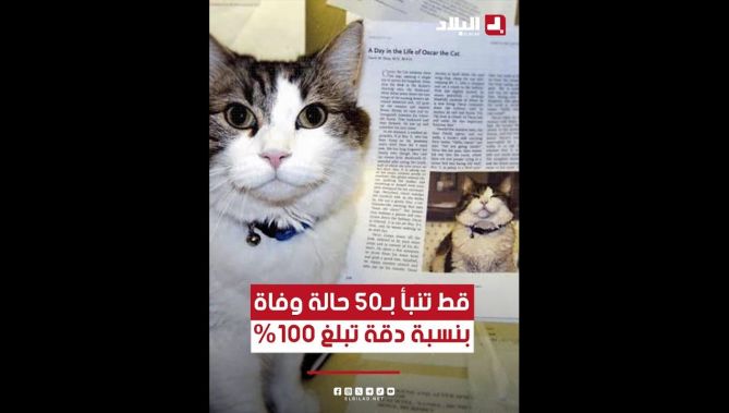 قط تنبأ بـ50 حالة وفاة بنسبة دقة تبلغ 100٪ 😱😨 .. هل سمعت بالقصة