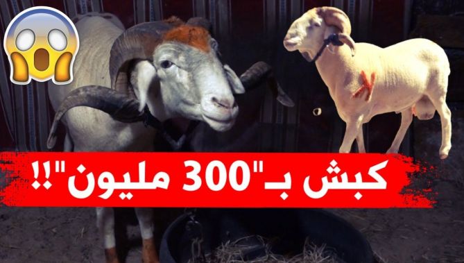 لن تصدقوا كم تبلغ كباش المصارعة في الجزائر؟! وكيف تباع بمعايير خاصة وتُقايض أحيانا بسيارات فاخرة؟