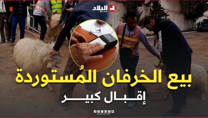 #غيليزان .. إقبال كبير للمواطنين على نقاط بيع الخرفان المُستوردة