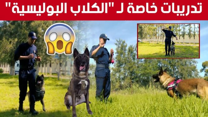 هكذا يتم تدريب "الكلاب البوليسية" على التدخل للقبض على المجـ..ــرمين والبحث عن المخـ...ـدرات