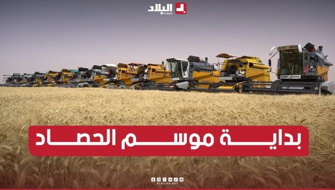 وسائل هائلة، آلات حصاد، وأكثر من 160 شاحنة لدعم حملة الحصاد والدرس بالمنيعة.. وتوقعات بإنتاج وفير